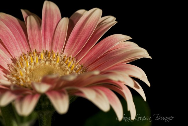 Flower-Power