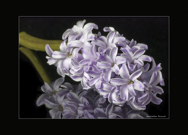 Hyazinthe