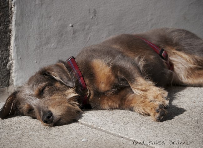 Siesta