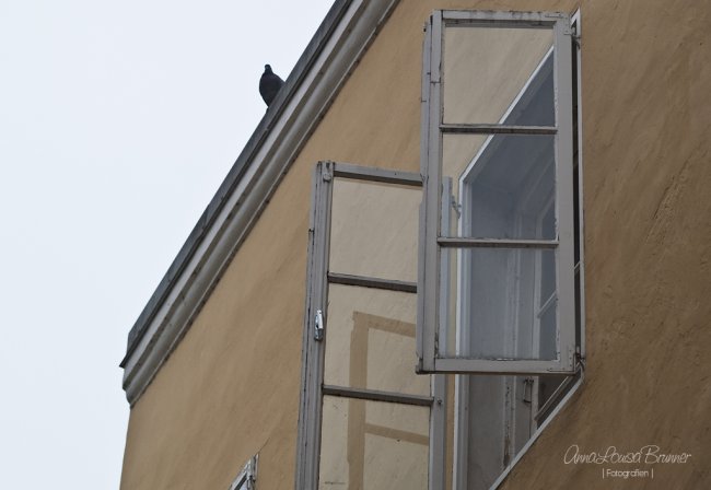 die Taube auf dem Dach