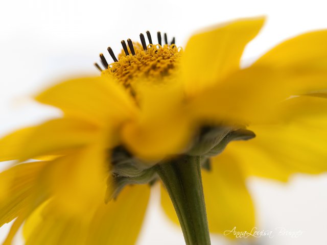Tagetes