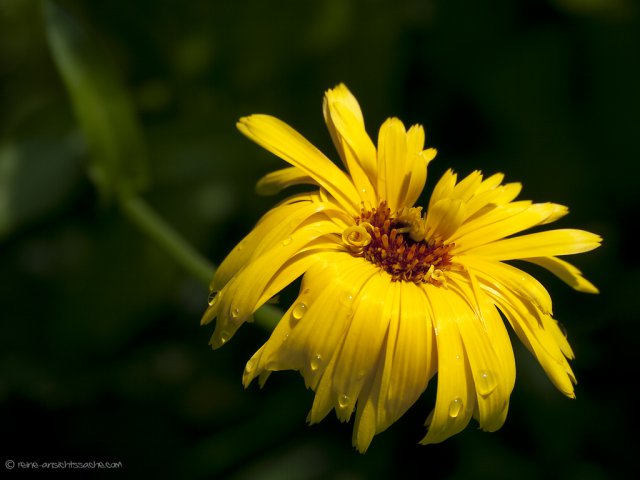Calendula