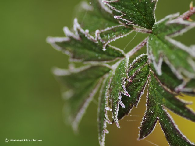 Frostblatt