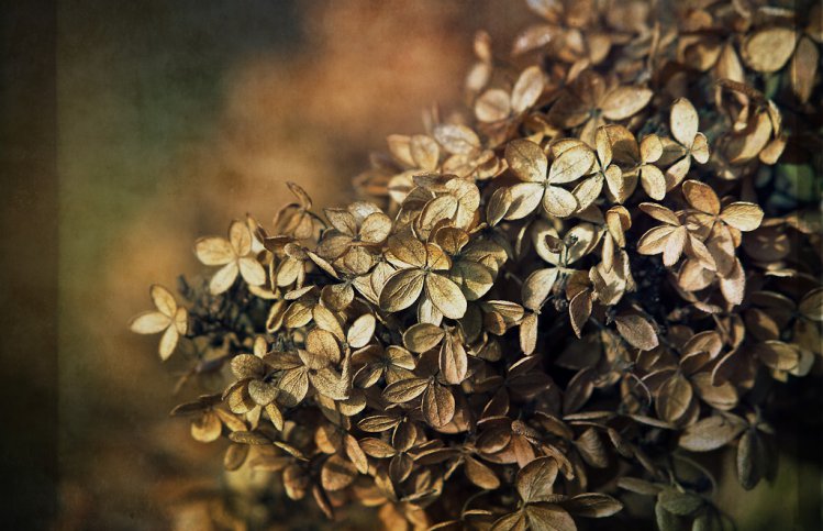 Hortensie