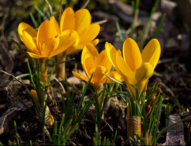Krokusse