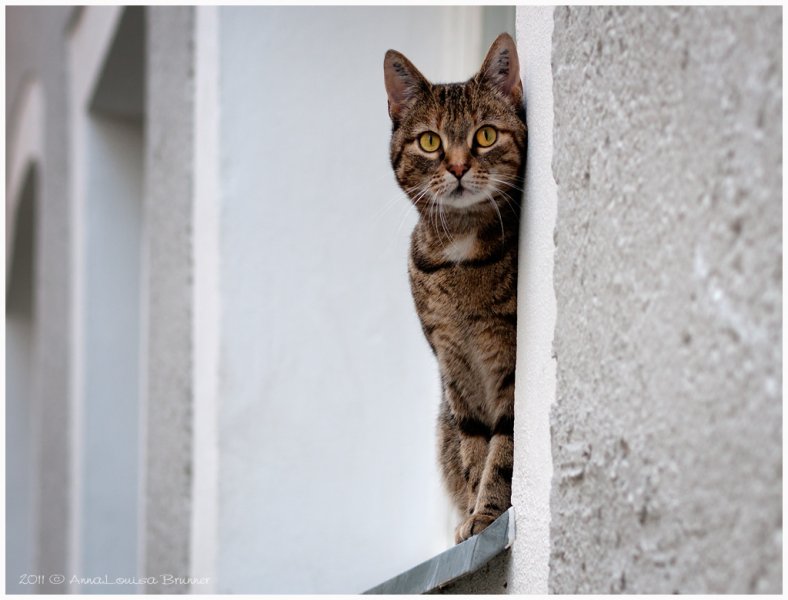 Fensterbrettmieze