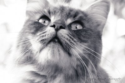 Katzenschnute