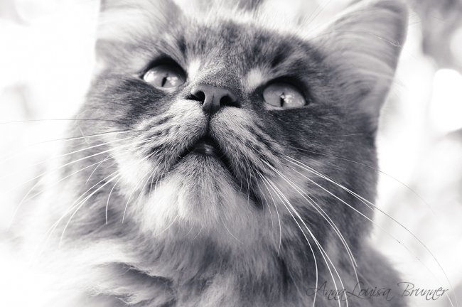 Katzenschnute