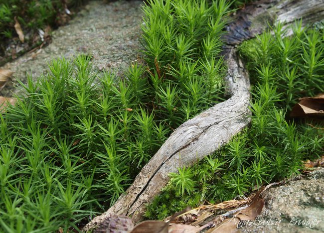 Stilleben am Waldboden
