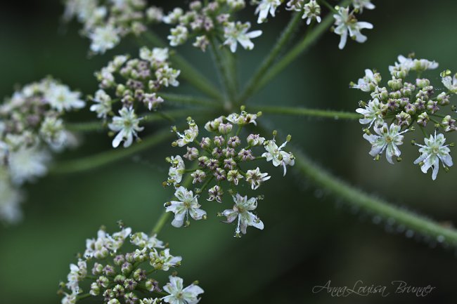 Wiesenschaumkraut