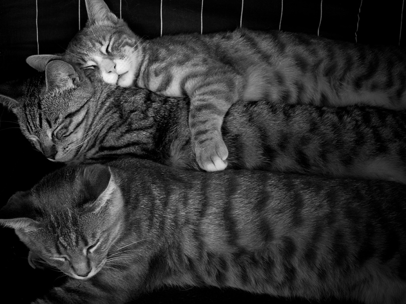 friendsforever friendsforever