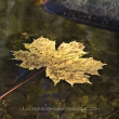 das herbstblatt
