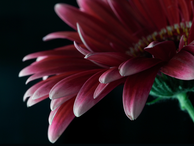 Gerbera