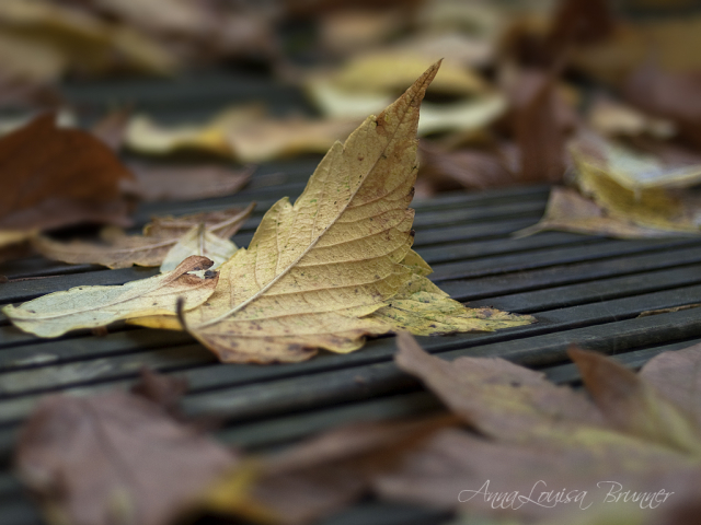 Herbstblatt