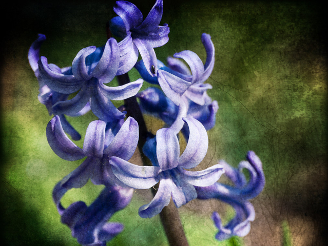 Hyazinthe-Textur