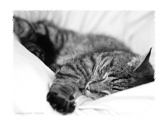 dreaming