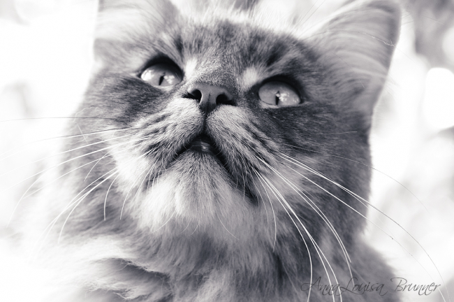 Katzenschnute