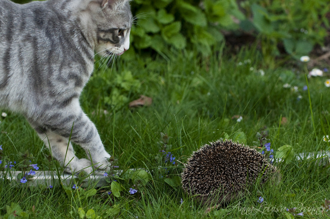 Mieze auf der Pirsch