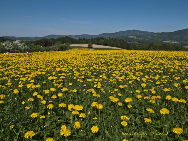 Pusteblumenwiese
