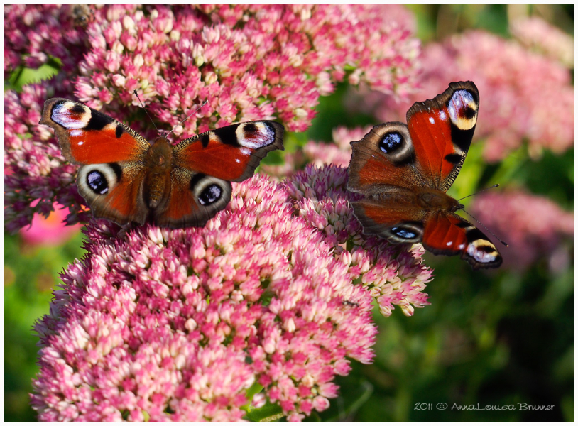 Schmetterlinge