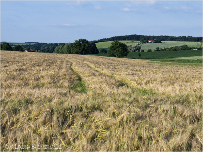 Sommer