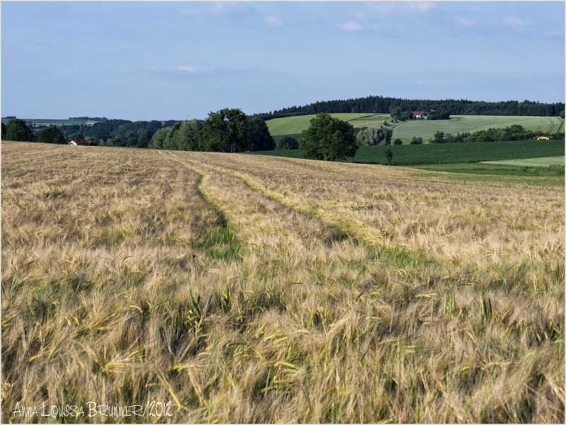 Sommer Sommer
