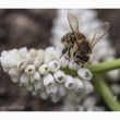 Bienchen