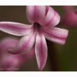 Hyazinthenblüte
