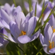 Krokus