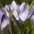 Krokus