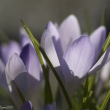 Krokus