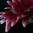 Gerbera