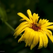 Calendula