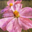 Cosmea