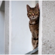 Fensterbrettmieze