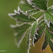 Frostblatt