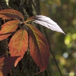 Herbst