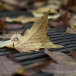 Herbstblatt