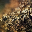 Hortensie