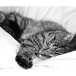 dreaming