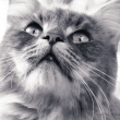 Katzenschnute