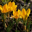 Krokusse