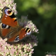 Flieg Schmetterling, flieg!