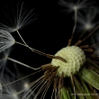 Pusteblume