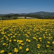 Pusteblumenwiese