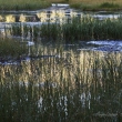Lichtspiele im Moor