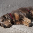 Siesta