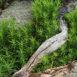 Stilleben am Waldboden