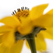 Tagetes