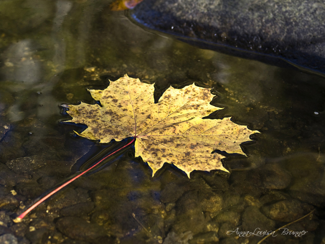 das Herbstblatt